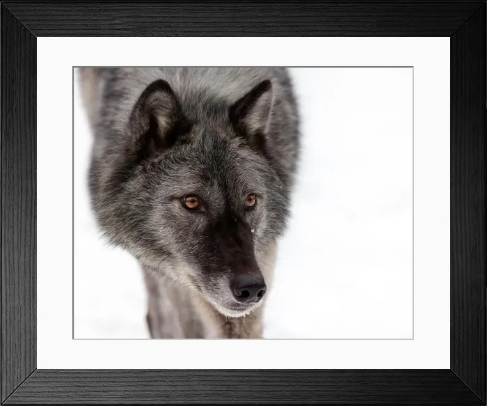 Framed Print : The gray wolf or grey wolf is native to Eurasia and N America Framed Print : The gray wolf or grey wolf is native to Eurasia and N America