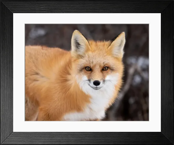 Framed Print : Red fox searching for food in a field partically covered in snow near Churchill Manitoba Framed Print : Red fox searching for food in a field partically covered in snow near Churchill Manitoba