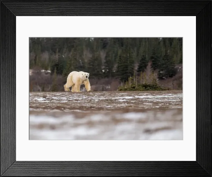 Framed Print : Polar bear walking through a snow covered field in October near Churchill, Manitoba Framed Print : Polar bear walking through a snow covered field in October near Churchill, Manitoba