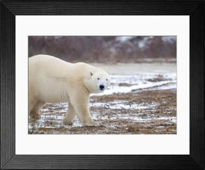 Framed Print : Polar bear walking through a snow covered field in October near Churchill, Manitoba Framed Print : Polar bear walking through a snow covered field in October near Churchill, Manitoba