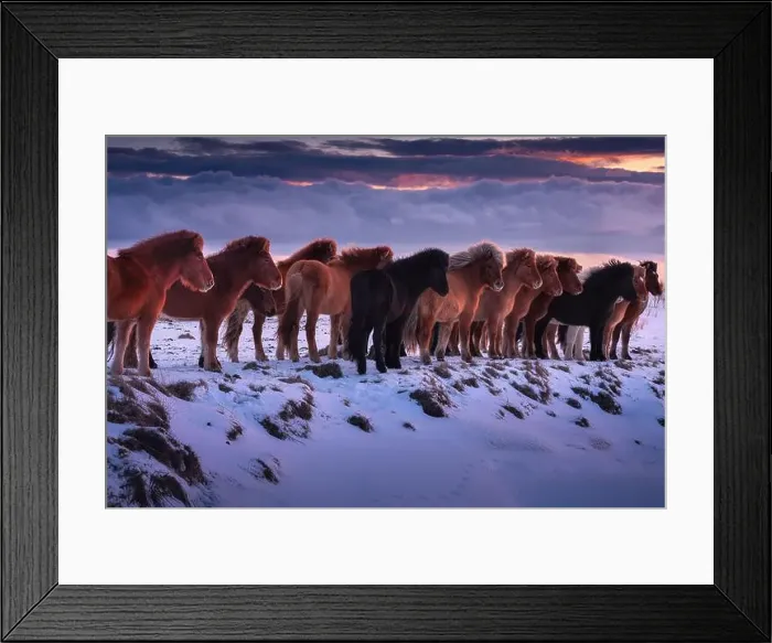 Framed Print : Icelandic Horses in Winter Sunset Landscape Framed Print : Icelandic Horses in Winter Sunset Landscape