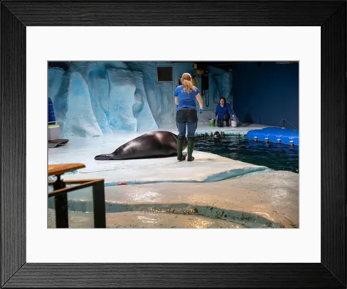 Framed Print : Tromso, Norway - 07.04.2024: Seal show in Polaria aquarium in Tromso, Norway Framed Print : Tromso, Norway - 07.04.2024: Seal show in Polaria aquarium in Tromso, Norway
