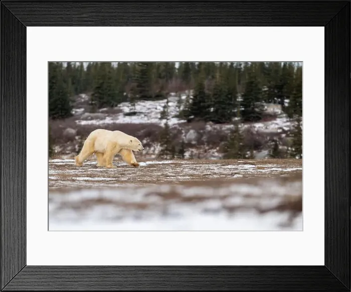 Framed Print : Polar bear walking through a snow covered field in October near Churchill, Manitoba Framed Print : Polar bear walking through a snow covered field in October near Churchill, Manitoba