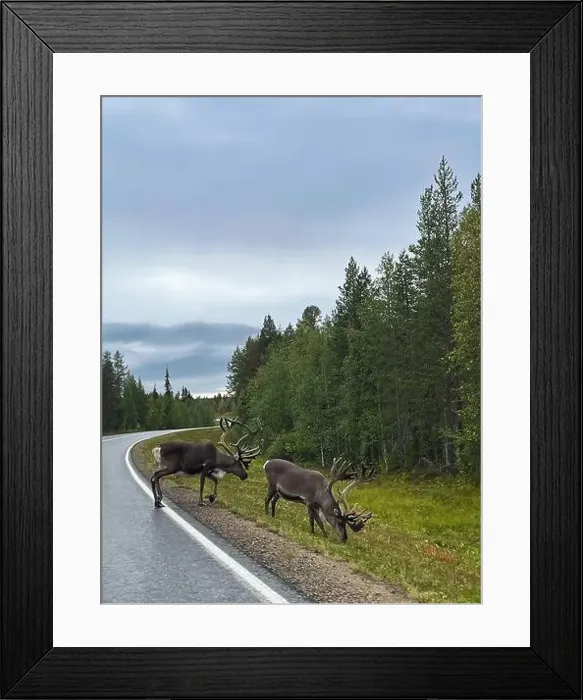 Framed Print : reindeer on a Finnish road, Lapland Framed Print : reindeer on a Finnish road, Lapland