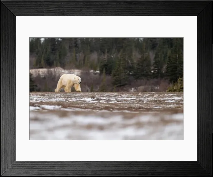 Framed Print : Polar bear walking through a snow covered field in October near Churchill, Manitoba Framed Print : Polar bear walking through a snow covered field in October near Churchill, Manitoba