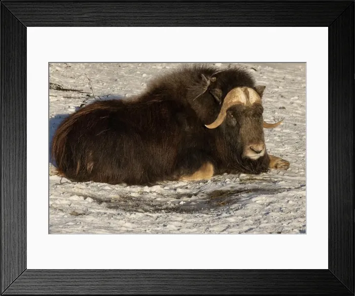 Framed Print : muskox lying in clean white snow Framed Print : muskox lying in clean white snow