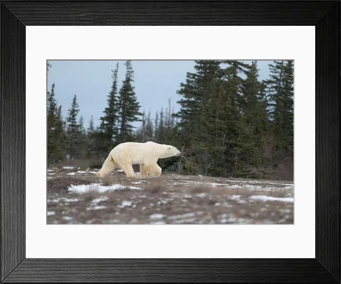 Framed Print : Polar bear walking through a snow covered field in October near Churchill, Manitoba Framed Print : Polar bear walking through a snow covered field in October near Churchill, Manitoba