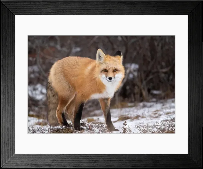 Framed Print : Red fox searching for food in a field partically covered in snow near Churchill Manitoba Framed Print : Red fox searching for food in a field partically covered in snow near Churchill Manitoba