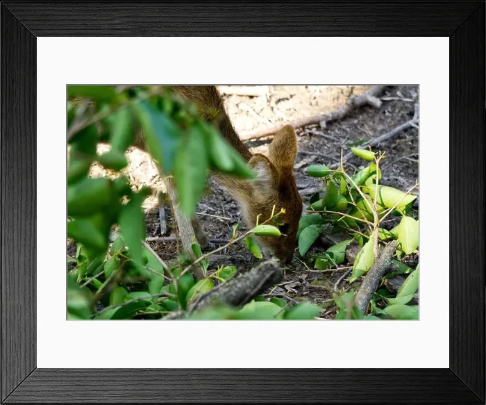 Framed Print : young red deer shows up