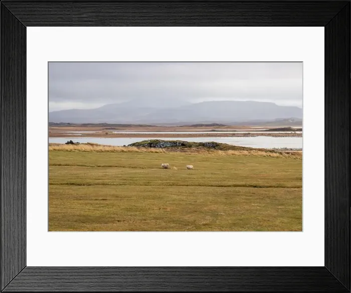 Framed Print : Sheep on a pasture in the nature Framed Print : Sheep on a pasture in the nature