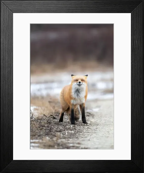 Framed Print : Red fox searching for food in a field partically covered in snow near Churchill Manitoba Framed Print : Red fox searching for food in a field partically covered in snow near Churchill Manitoba