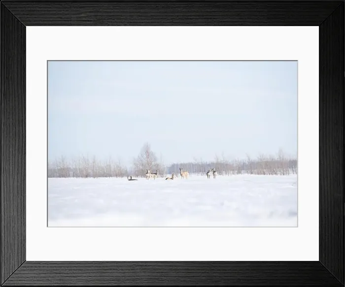 Framed Print : Snow-covered landscape in winter with a herd of deers Framed Print : Snow-covered landscape in winter with a herd of deers