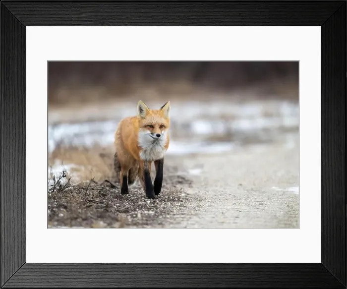 Framed Print : Red fox searching for food in a field partically covered in snow near Churchill Manitoba Framed Print : Red fox searching for food in a field partically covered in snow near Churchill Manitoba