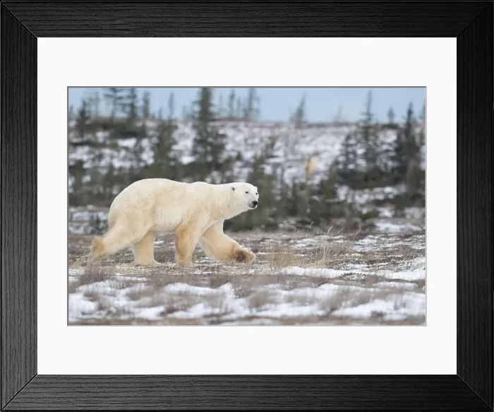 Framed Print : Polar bear walking through a snow covered field in October near Churchill, Manitoba Framed Print : Polar bear walking through a snow covered field in October near Churchill, Manitoba