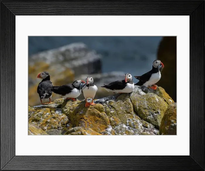 Framed Print : Group Of Seabird Species Atlantic Puffin (Fratercula arctica) Framed Print : Group Of Seabird Species Atlantic Puffin (Fratercula arctica)