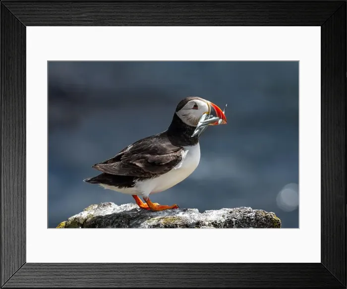 Framed Print : Seabird Species Atlantic Puffin (Fratercula arctica) Framed Print : Seabird Species Atlantic Puffin (Fratercula arctica)