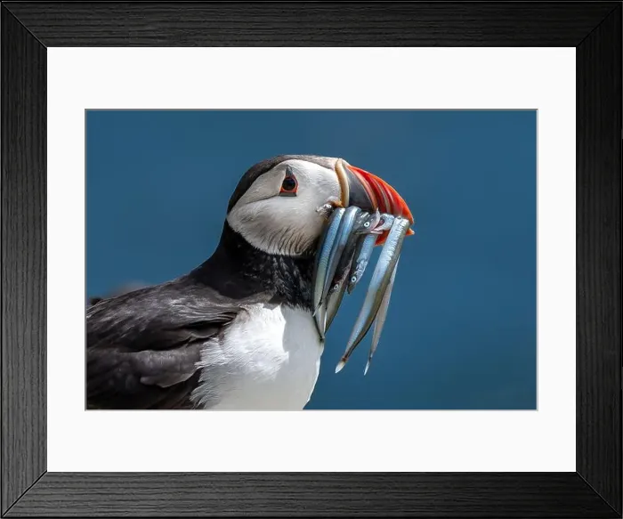 Framed Print : Seabird Species Atlantic Puffin (Fratercula arctica) Framed Print : Seabird Species Atlantic Puffin (Fratercula arctica)