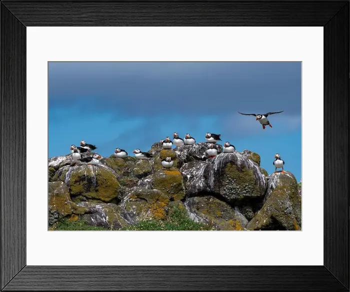 Framed Print : Group Of Seabird Species Atlantic Puffin (Fratercula arctica) Framed Print : Group Of Seabird Species Atlantic Puffin (Fratercula arctica)