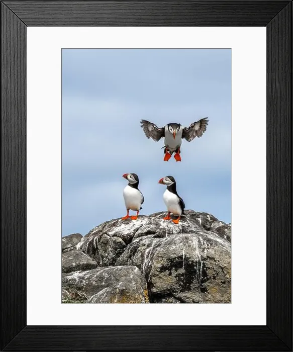 Framed Print : Group Of Seabird Species Atlantic Puffin (Fratercula arctica) Framed Print : Group Of Seabird Species Atlantic Puffin (Fratercula arctica)