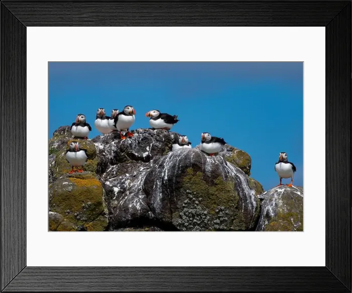 Framed Print : Group Of Seabird Species Atlantic Puffin (Fratercula arctica) Framed Print : Group Of Seabird Species Atlantic Puffin (Fratercula arctica)