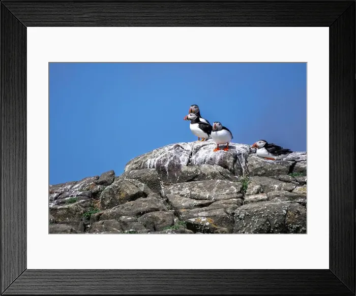 Framed Print : Group Of Seabird Species Atlantic Puffin (Fratercula arctica) Framed Print : Group Of Seabird Species Atlantic Puffin (Fratercula arctica)