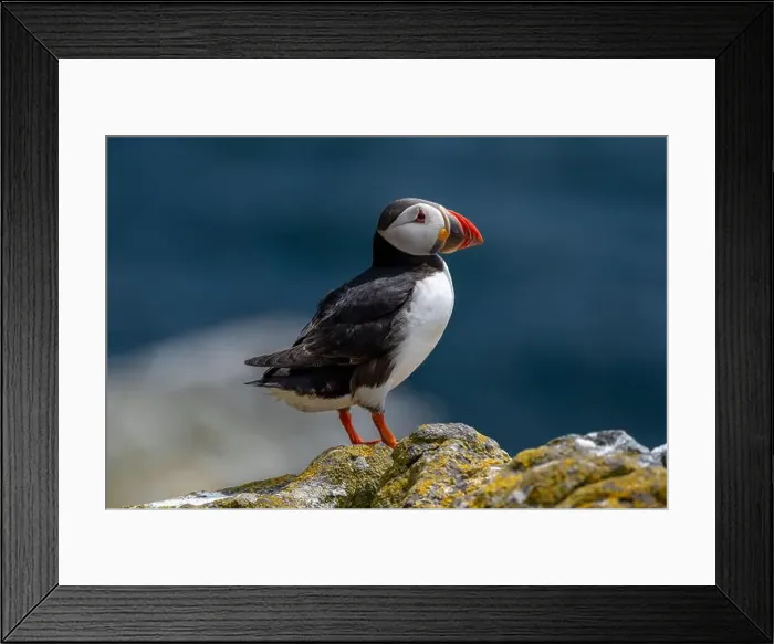 Framed Print : Seabird Species Atlantic Puffin (Fratercula arctica) Framed Print : Seabird Species Atlantic Puffin (Fratercula arctica)