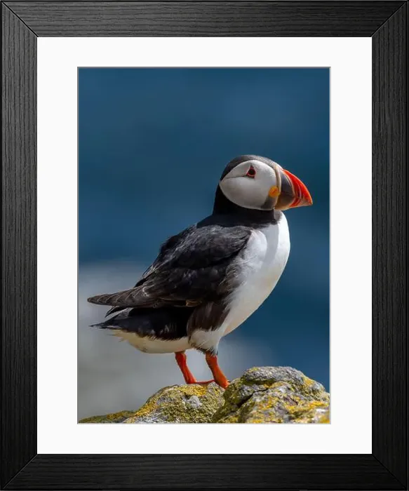 Framed Print : Seabird Species Atlantic Puffin (Fratercula arctica) Framed Print : Seabird Species Atlantic Puffin (Fratercula arctica)
