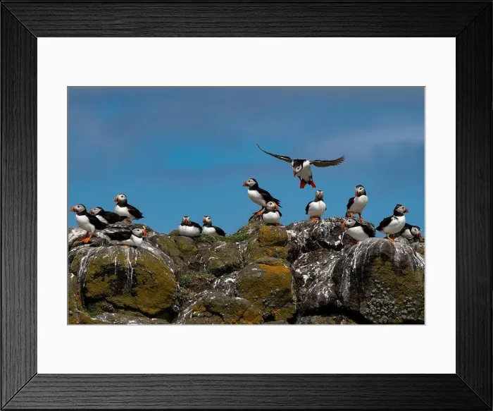Framed Print : Group Of Seabird Species Atlantic Puffin (Fratercula arctica) Framed Print : Group Of Seabird Species Atlantic Puffin (Fratercula arctica)