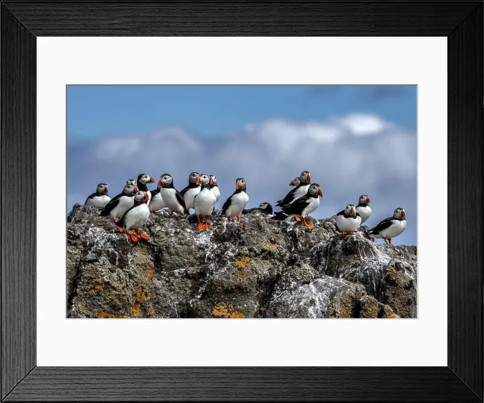 Framed Print : Group Of Seabird Species Atlantic Puffin (Fratercula arctica) Framed Print : Group Of Seabird Species Atlantic Puffin (Fratercula arctica)