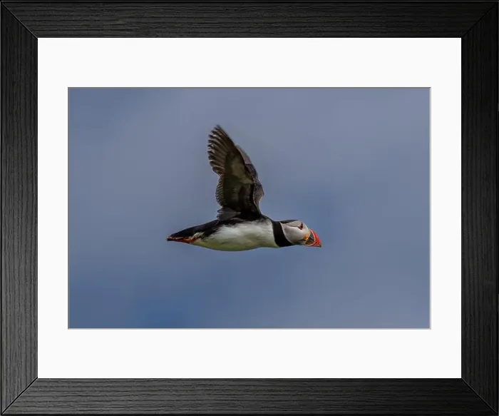 Framed Print : Seabird Species Atlantic Puffin (Fratercula arctica) Framed Print : Seabird Species Atlantic Puffin (Fratercula arctica)
