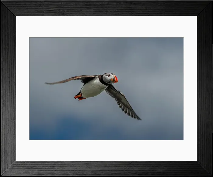 Framed Print : Seabird Species Atlantic Puffin (Fratercula arctica) Framed Print : Seabird Species Atlantic Puffin (Fratercula arctica)