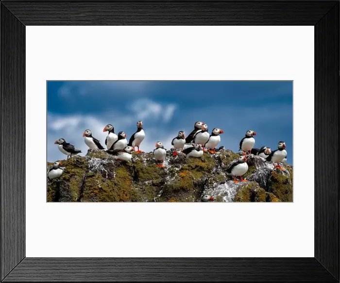 Framed Print : Group Of Seabird Species Atlantic Puffin (Fratercula arctica) Framed Print : Group Of Seabird Species Atlantic Puffin (Fratercula arctica)