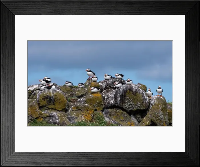 Framed Print : Group Of Seabird Species Atlantic Puffin (Fratercula arctica) Framed Print : Group Of Seabird Species Atlantic Puffin (Fratercula arctica)