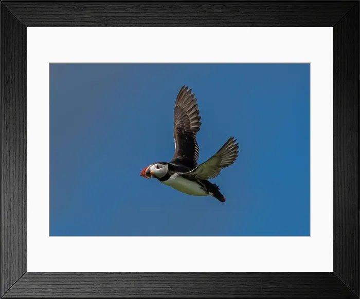 Framed Print : Seabird Species Atlantic Puffin (Fratercula arctica)