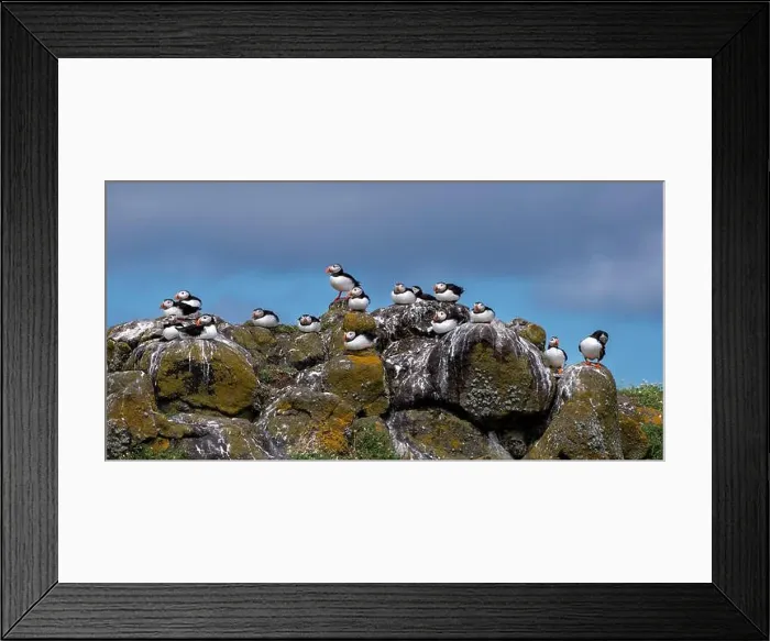 Framed Print : Group Of Seabird Species Atlantic Puffin (Fratercula arctica) Framed Print : Group Of Seabird Species Atlantic Puffin (Fratercula arctica)