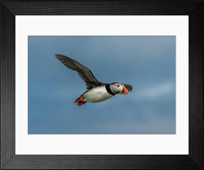 Framed Print : Seabird Species Atlantic Puffin (Fratercula arctica) Framed Print : Seabird Species Atlantic Puffin (Fratercula arctica)