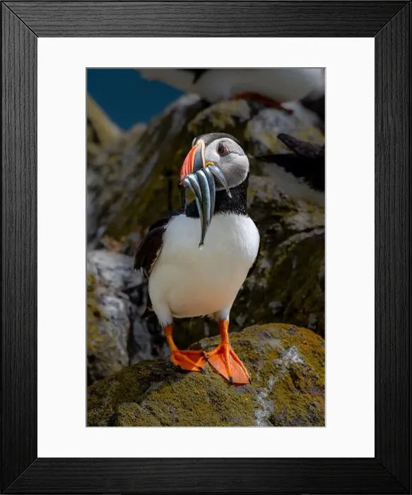 Framed Print : Seabird Species Atlantic Puffin (Fratercula arctica) Framed Print : Seabird Species Atlantic Puffin (Fratercula arctica)