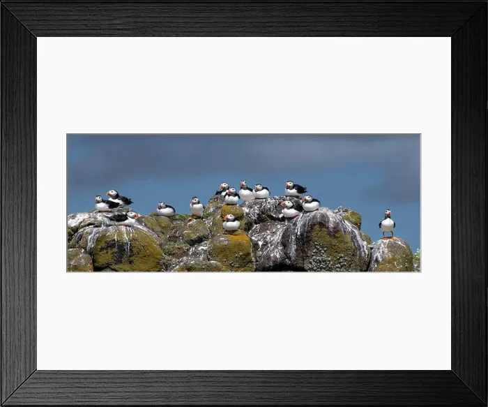 Framed Print : Group Of Seabird Species Atlantic Puffin (Fratercula arctica) Framed Print : Group Of Seabird Species Atlantic Puffin (Fratercula arctica)