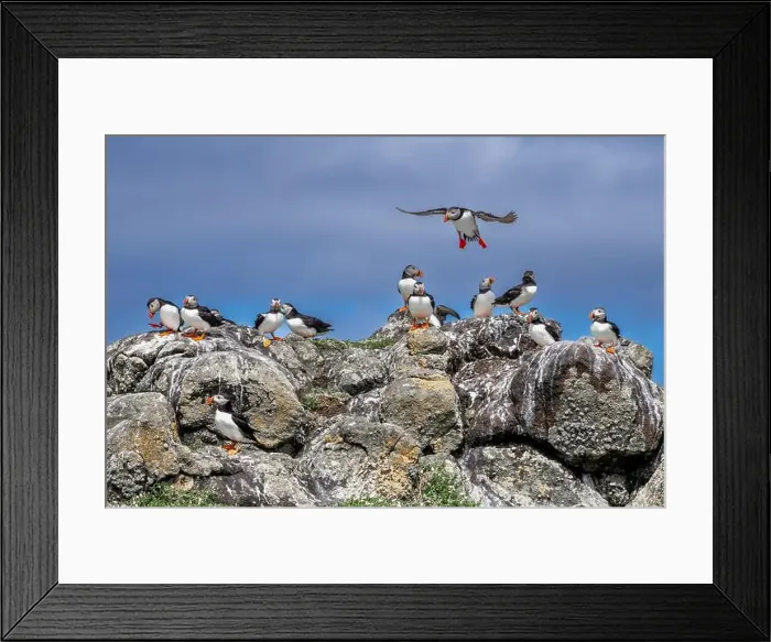 Framed Print : Group Of Seabird Species Atlantic Puffin (Fratercula arctica) Framed Print : Group Of Seabird Species Atlantic Puffin (Fratercula arctica)