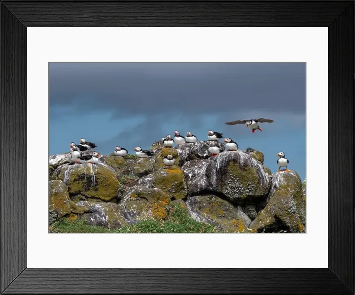 Framed Print : Group Of Seabird Species Atlantic Puffin (Fratercula arctica) Framed Print : Group Of Seabird Species Atlantic Puffin (Fratercula arctica)