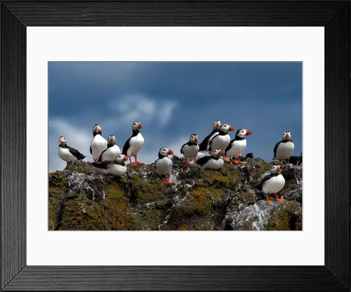 Framed Print : Group Of Seabird Species Atlantic Puffin (Fratercula arctica) Framed Print : Group Of Seabird Species Atlantic Puffin (Fratercula arctica)