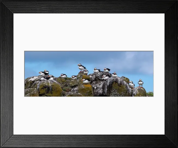 Framed Print : Group Of Seabird Species Atlantic Puffin (Fratercula arctica) Framed Print : Group Of Seabird Species Atlantic Puffin (Fratercula arctica)