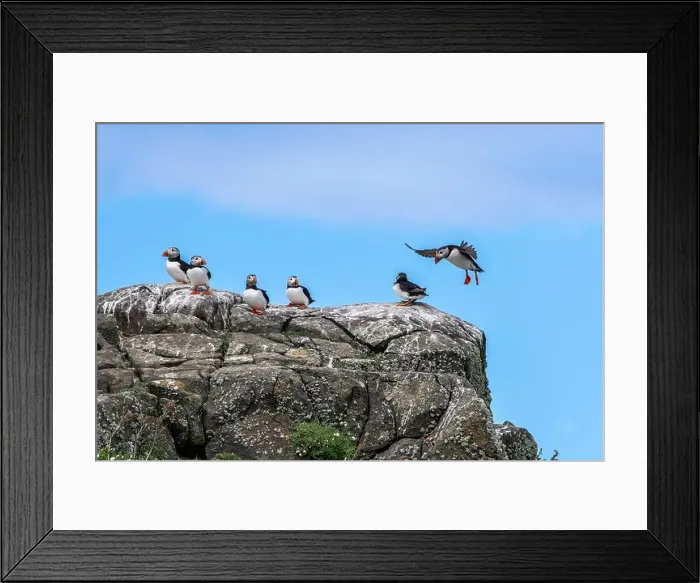 Framed Print : Group Of Seabird Species Atlantic Puffin (Fratercula arctica) Framed Print : Group Of Seabird Species Atlantic Puffin (Fratercula arctica)