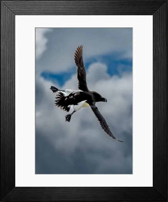 Framed Print : Seabird Species Razorbill (Alca Torda) Flies On The Isle Of May In The Firth Of Forth Near Anstruther In Scotland Framed Print : Seabird Species Razorbill (Alca Torda) Flies On The Isle Of May In The Firth Of Forth Near Anstruther In Scotland