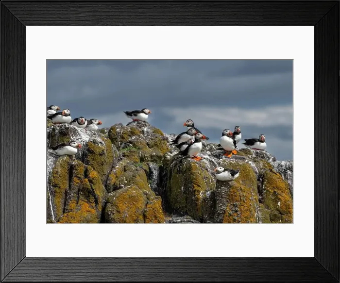 Framed Print : Group Of Seabird Species Atlantic Puffin (Fratercula arctica) Framed Print : Group Of Seabird Species Atlantic Puffin (Fratercula arctica)