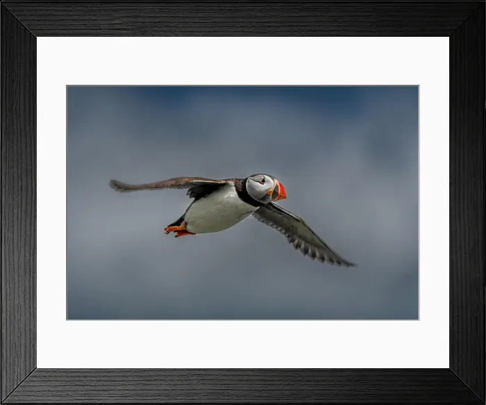 Framed Print : Seabird Species Atlantic Puffin (Fratercula arctica) Framed Print : Seabird Species Atlantic Puffin (Fratercula arctica)