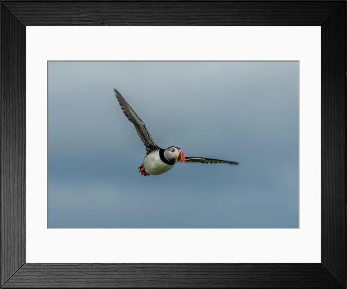 Framed Print : Seabird Species Atlantic Puffin (Fratercula arctica) Framed Print : Seabird Species Atlantic Puffin (Fratercula arctica)