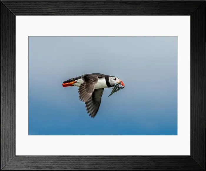 Framed Print : Seabird Species Atlantic Puffin (Fratercula arctica) Framed Print : Seabird Species Atlantic Puffin (Fratercula arctica)