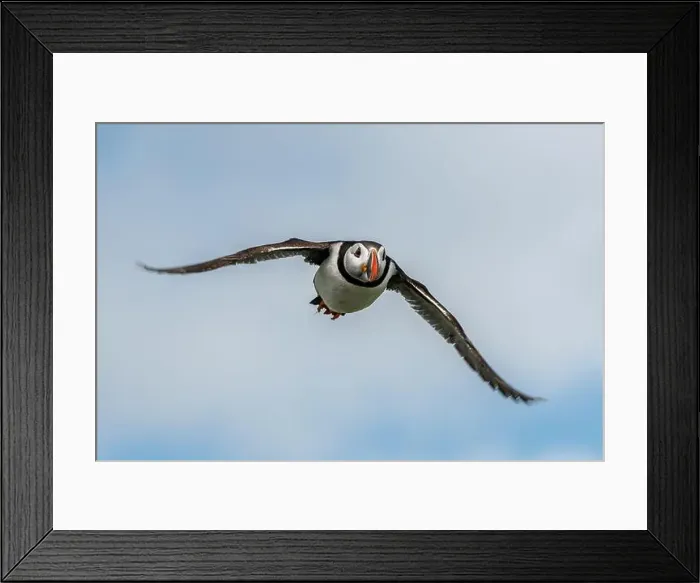 Framed Print : Seabird Species Atlantic Puffin (Fratercula arctica) Framed Print : Seabird Species Atlantic Puffin (Fratercula arctica)