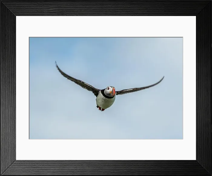Framed Print : Seabird Species Atlantic Puffin (Fratercula arctica) Framed Print : Seabird Species Atlantic Puffin (Fratercula arctica)